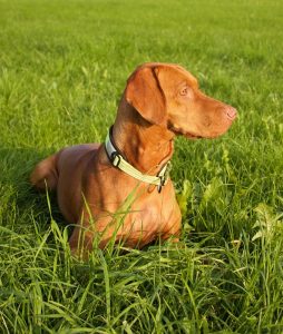 A Vizsla