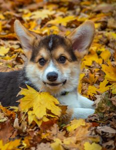 A Pembroke Welsh Corgi