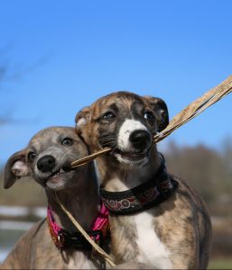 A whippet