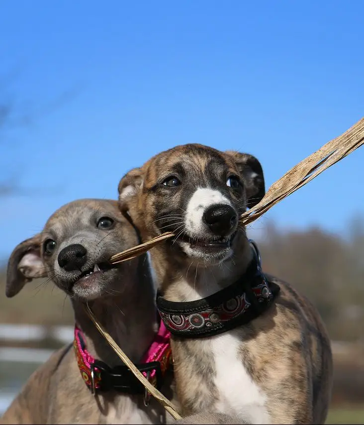 how to take whippets without a cracker