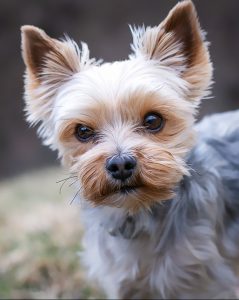 A yorkie