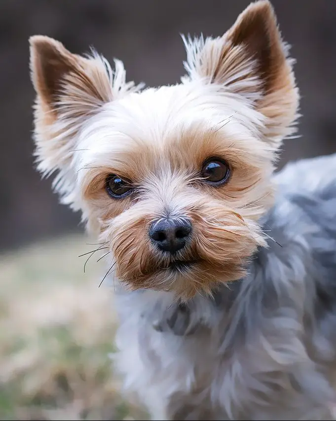 Do Yorkie Poos Shed? Yorkie Poo Shedding Guide!