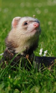 A ferret