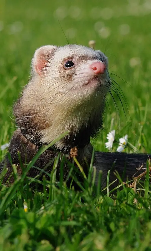 10 Best Playpens For Ferrets! Indoor and Outdoor Fun!