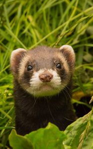 A ferret