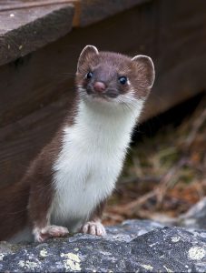 A weasel