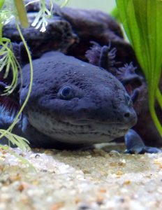 An axolotl