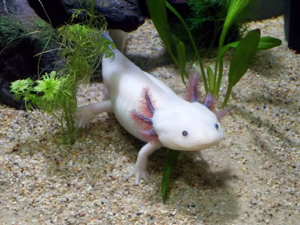 A Axolotl