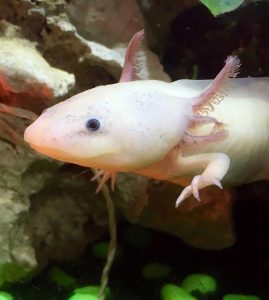 A axolotl