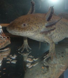 A axolotl