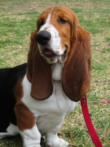 A Basset Hounds