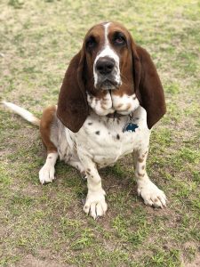 hound shedding