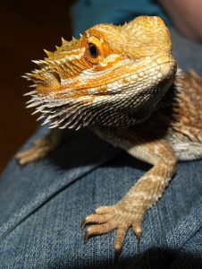 A bearded dragon