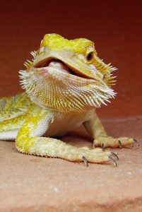 A bearded dragon