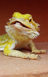 A bearded dragon