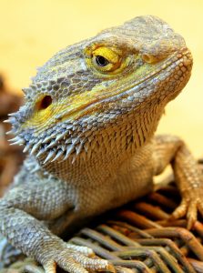 A bearded dragon