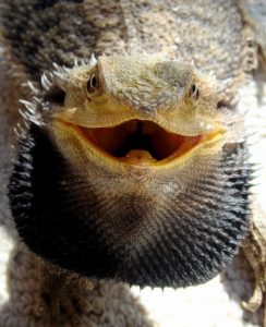 A bearded dragon