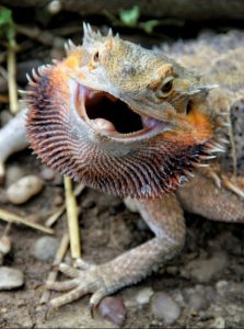 A bearded dragon