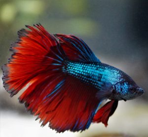 A betta fish