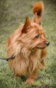 A cairn terrier