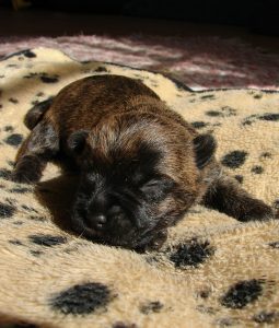 A cairn terrier