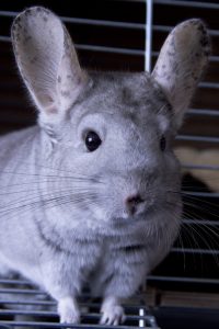 A chinchilla