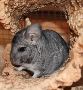 A chinchilla