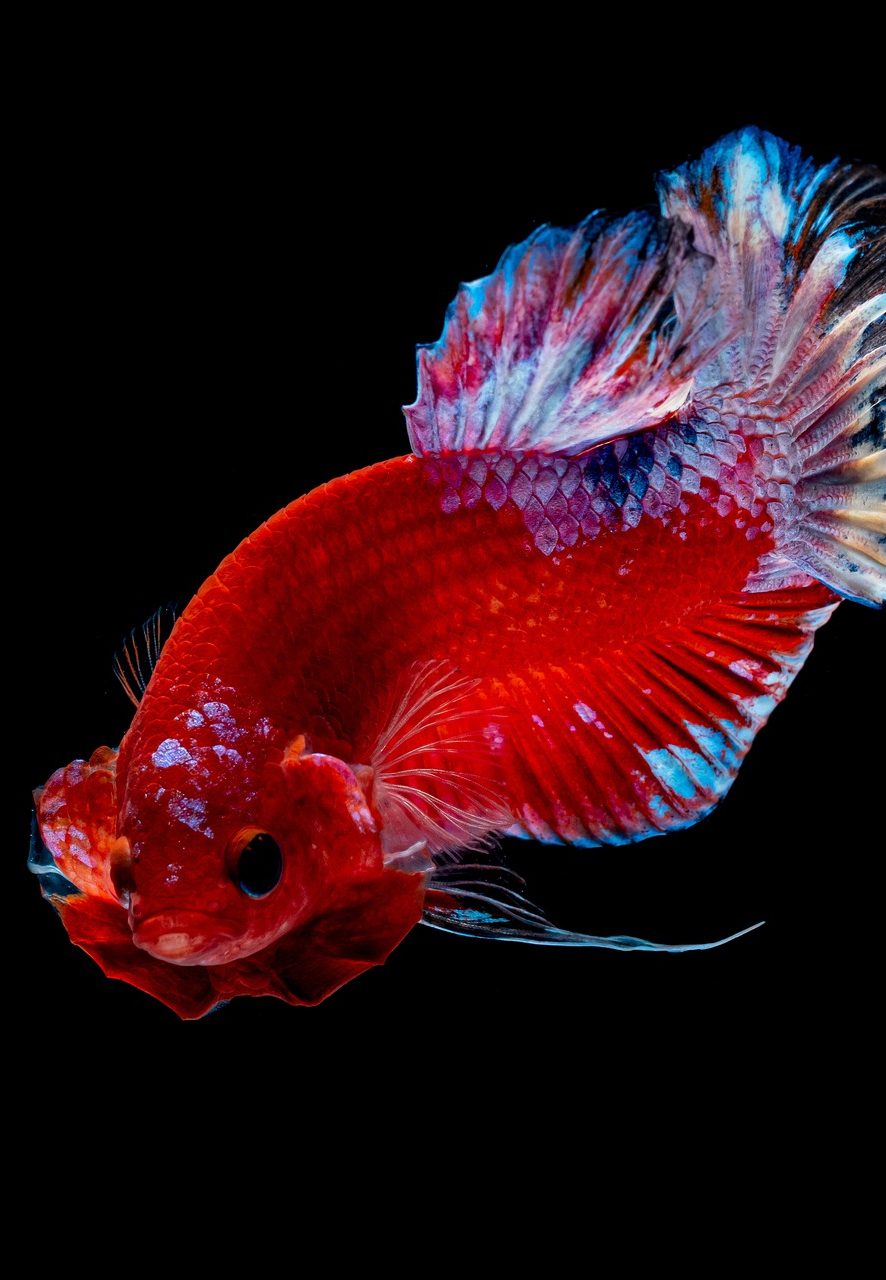 Rare Photos Fish Showing Off Their Tongues - rwlga7x
