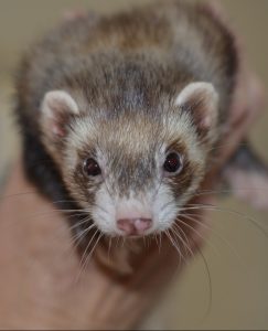 A ferret