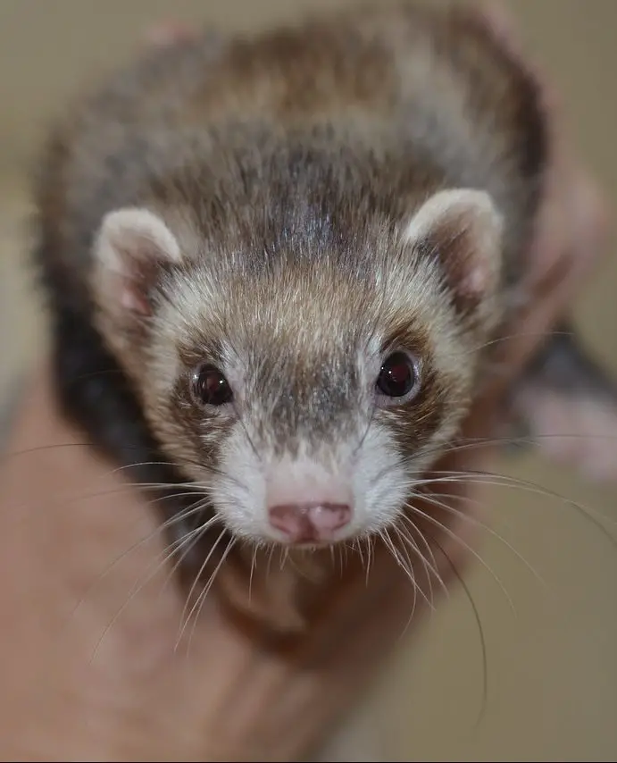 11 Ferret Noises and What They Mean! Ferret Communication Guide