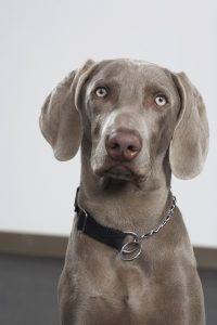 A weimaraner