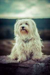 A havanese