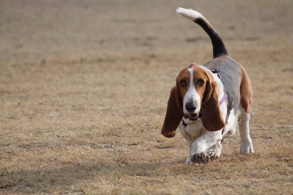 A basset hound