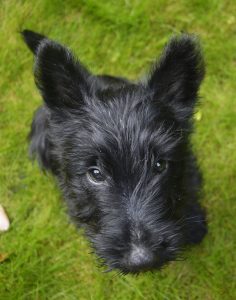 A Scottish terrier