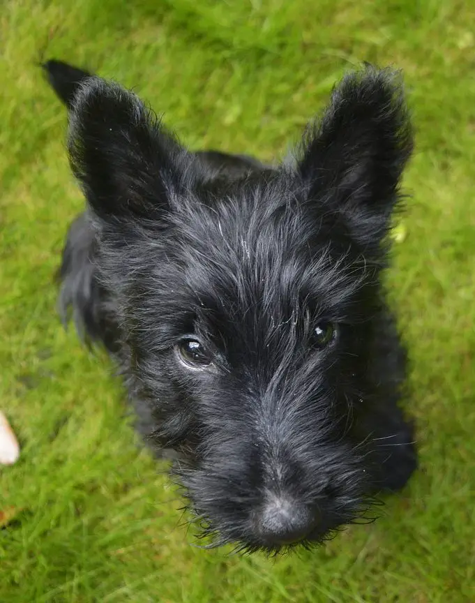 Do Scottish Terriers Shed? A Full Shedding Guide!