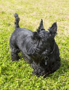 A Scottish terrier