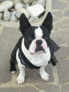 A boston terrier