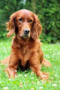 A Irish setter