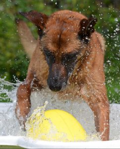 A belgian malinois