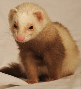 A ferret