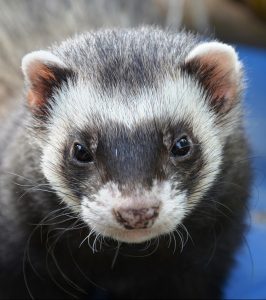 A ferret