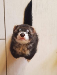 A ferret