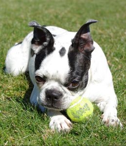 A boston terrier