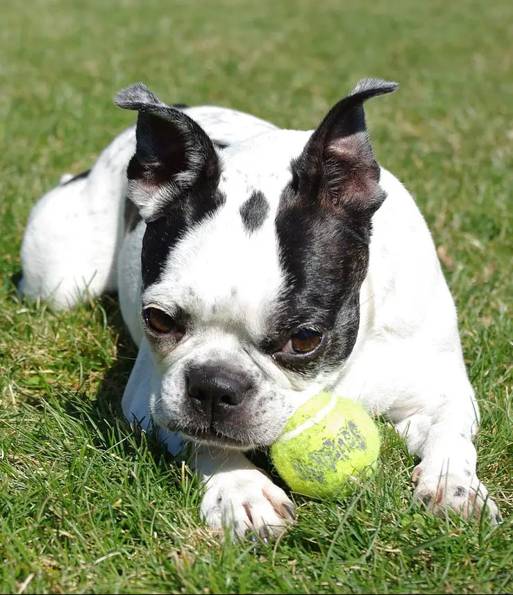 Do Boston Terriers Shed? Boston Terrier Shedding Guide!
