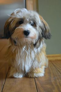 A havanese