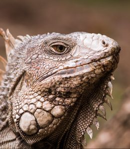 A iguana