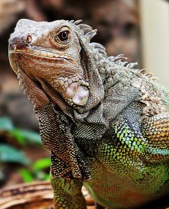 A iguana