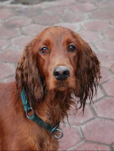 A Irish setter