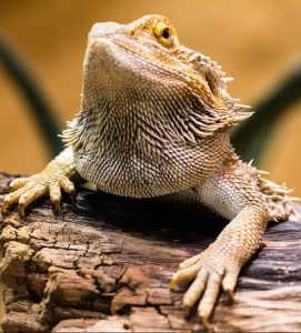 A bearded dragon