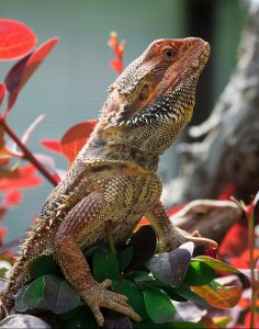 A bearded dragon